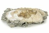 Fossil Clam with Fluorescent Calcite Crystals - Ruck's Pit, FL #242882-1